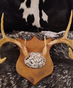 Whitetail Deer Antler Plaque