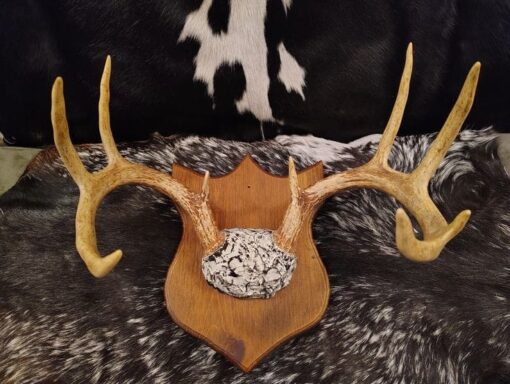 Whitetail Deer Antler Plaque