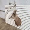 Buy Whitetail Deer Shoulder Mount Online