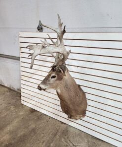 Buy Whitetail Deer Shoulder Mount Online