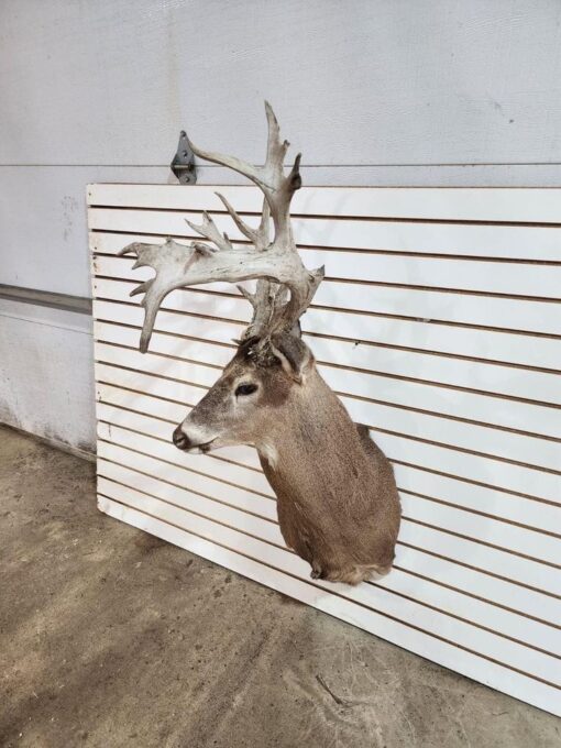 Buy Whitetail Deer Shoulder Mount Online