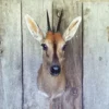 Grey Duiker Mounts