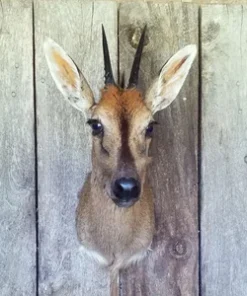 Grey Duiker Mounts