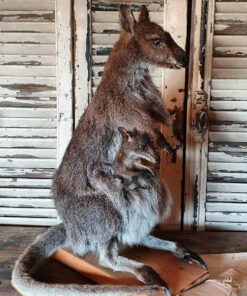 Kangaroo Mount