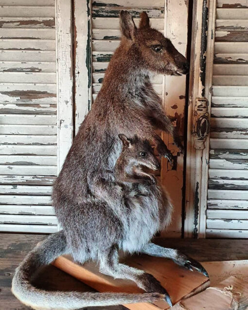 Kangaroo Mount