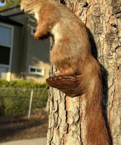 Squirrel Mount