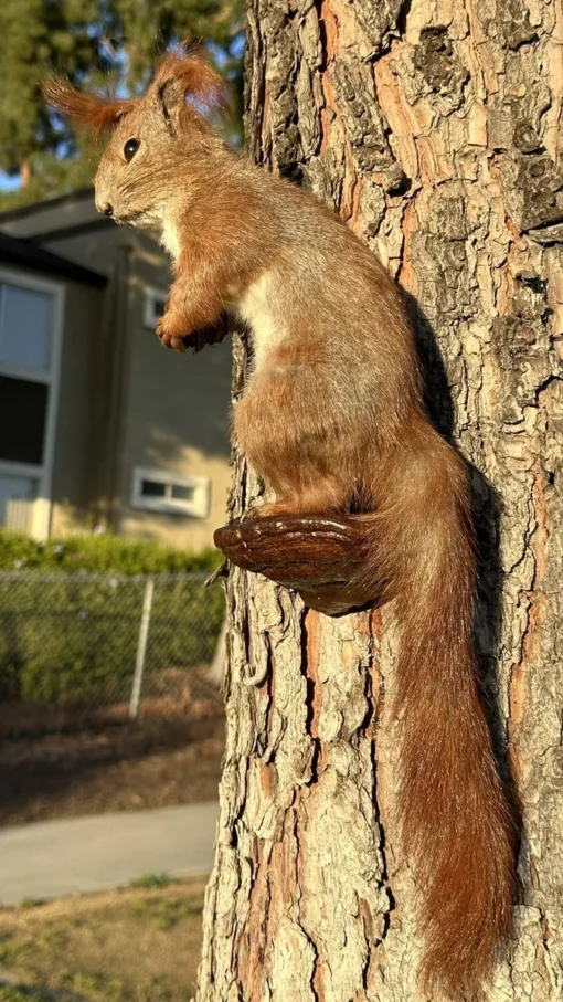 Squirrel Mount