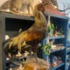 Taxidermy Chicken