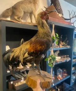 Taxidermy Chicken