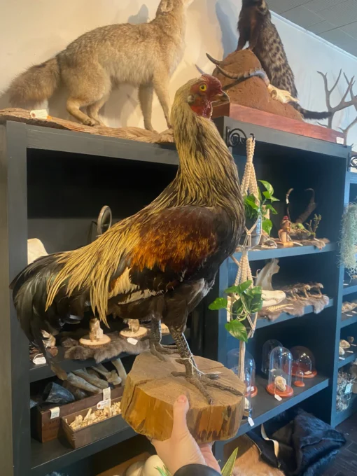 Taxidermy Chicken