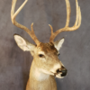 Deer Mounts