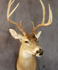 Deer Mounts