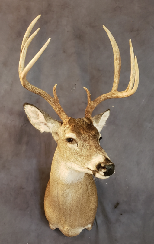 Deer Mounts